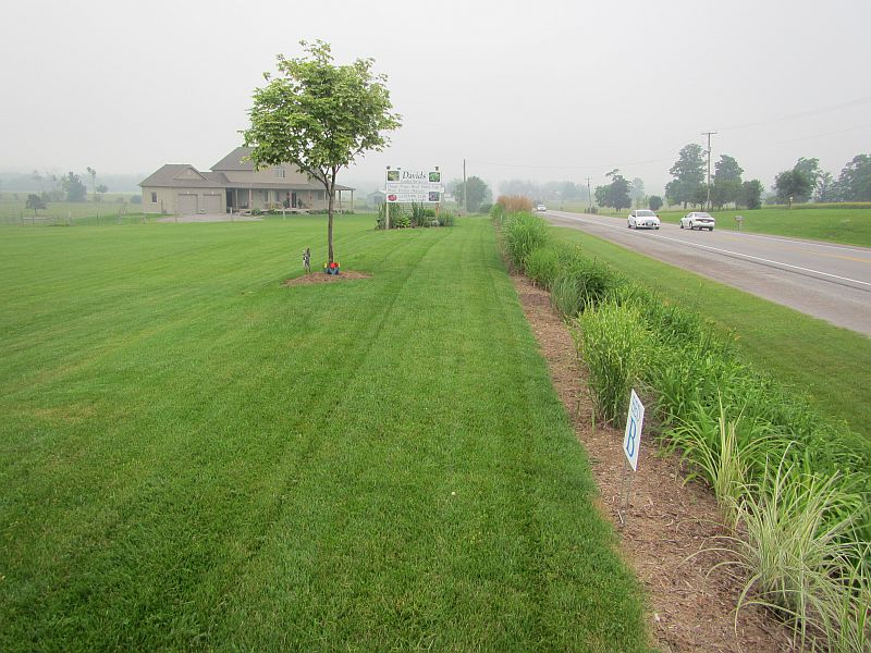 GRASS ON BANK - JUNE