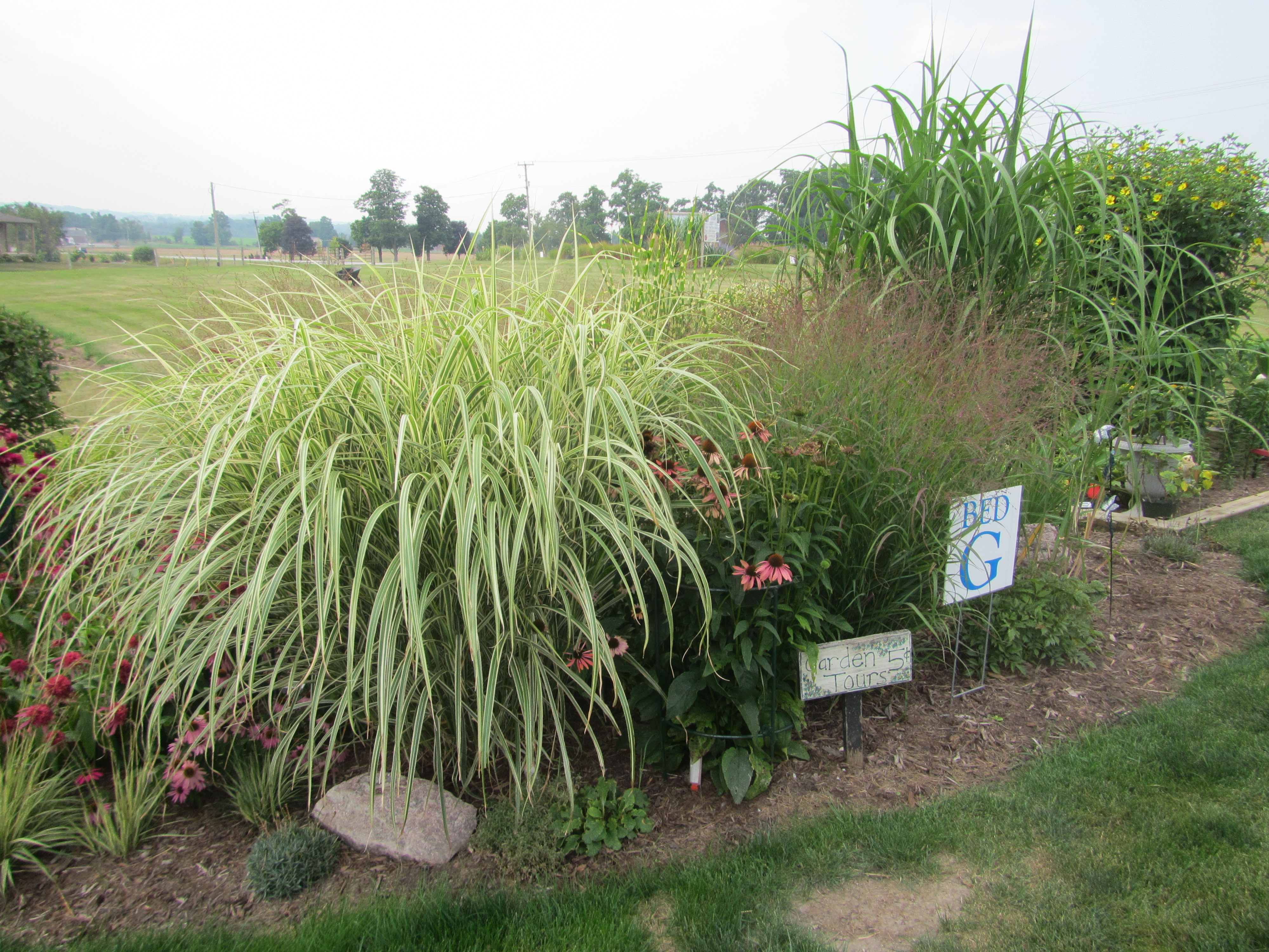 GRASSES 1