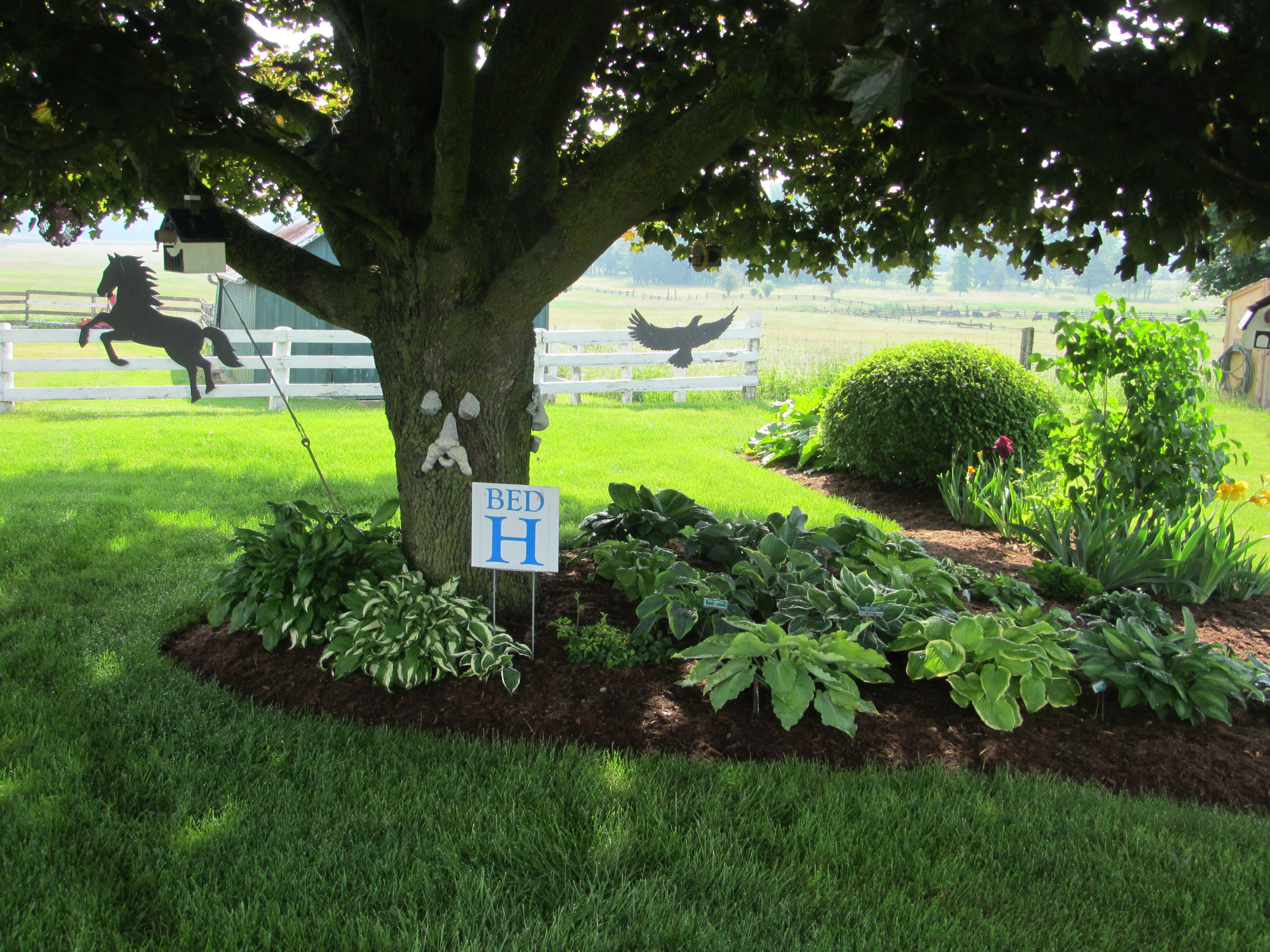HOSTA 1