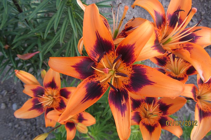 ORANGE BRUSHMARK