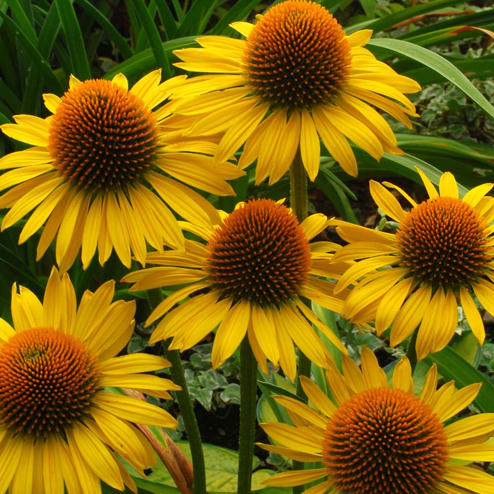 CONEFLOWER SUNRISE
