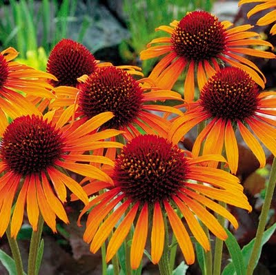CONEFLOWER FLAME THROWER
