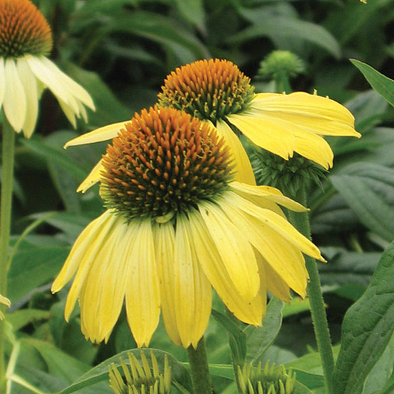ECHINACEA SUNRISE
