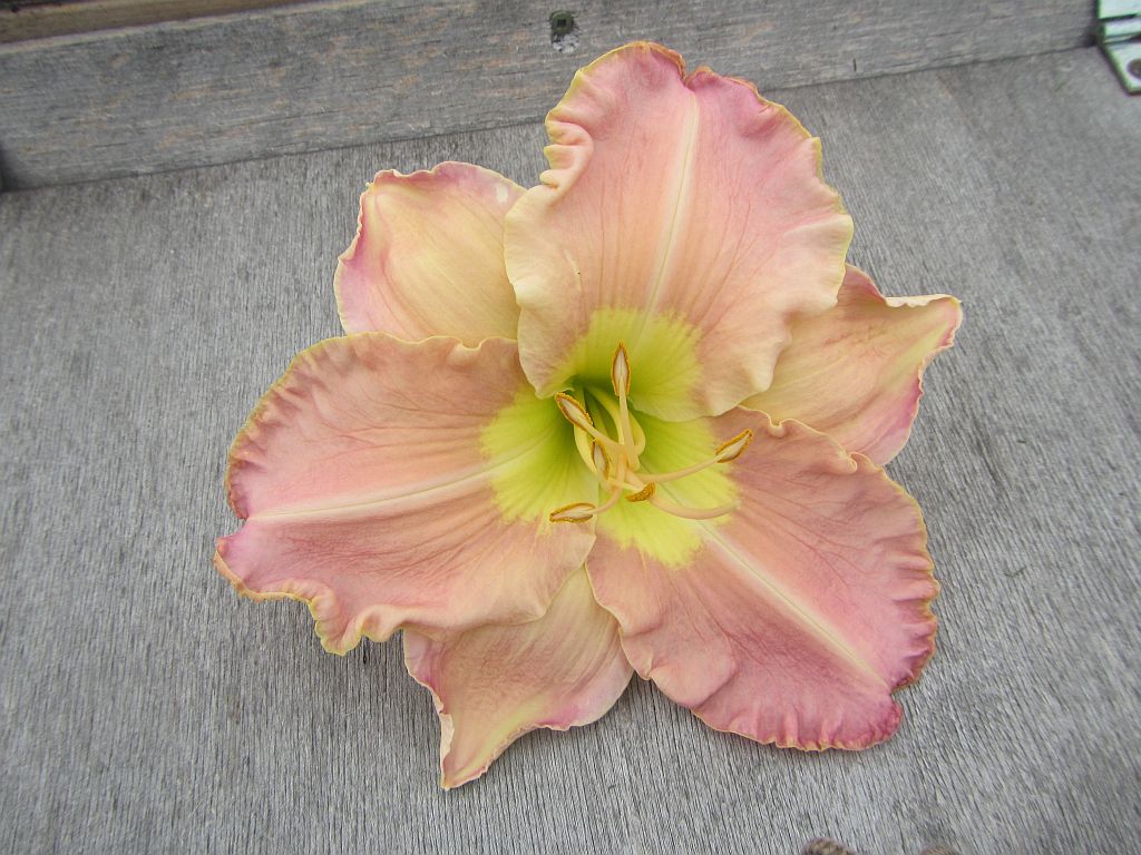 LATE REBLOOMER