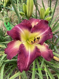 BIG BLOOMER