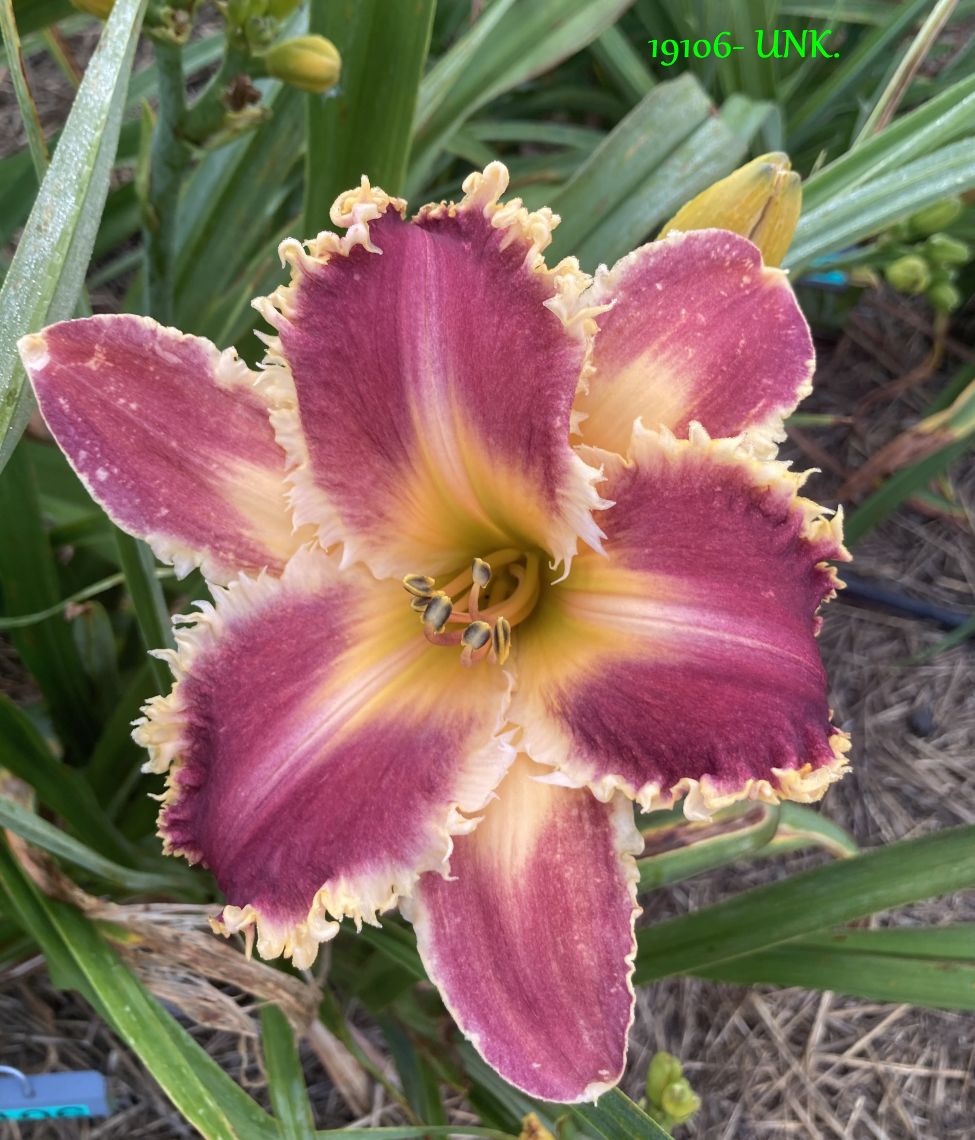 19106