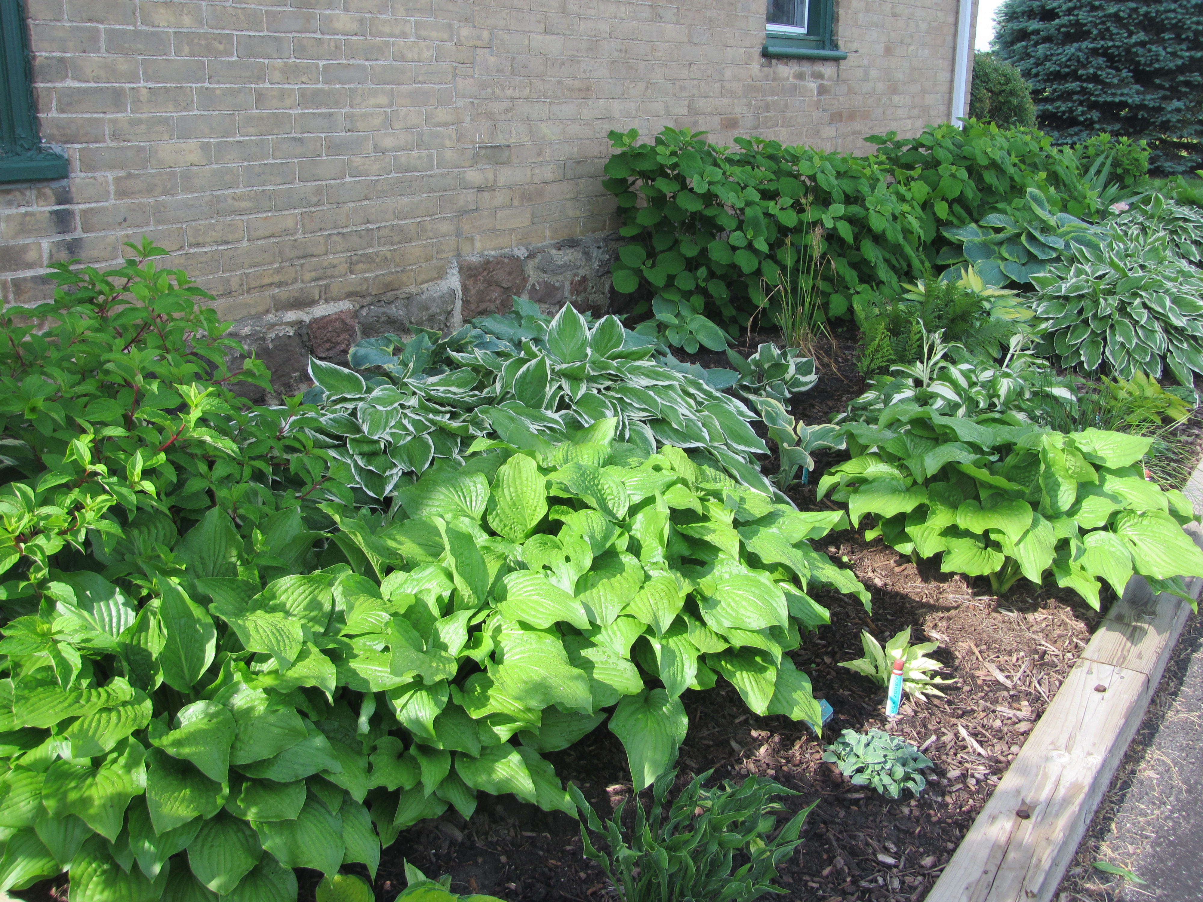 Grasses, Coneflowers & Hostas | David’s Garden