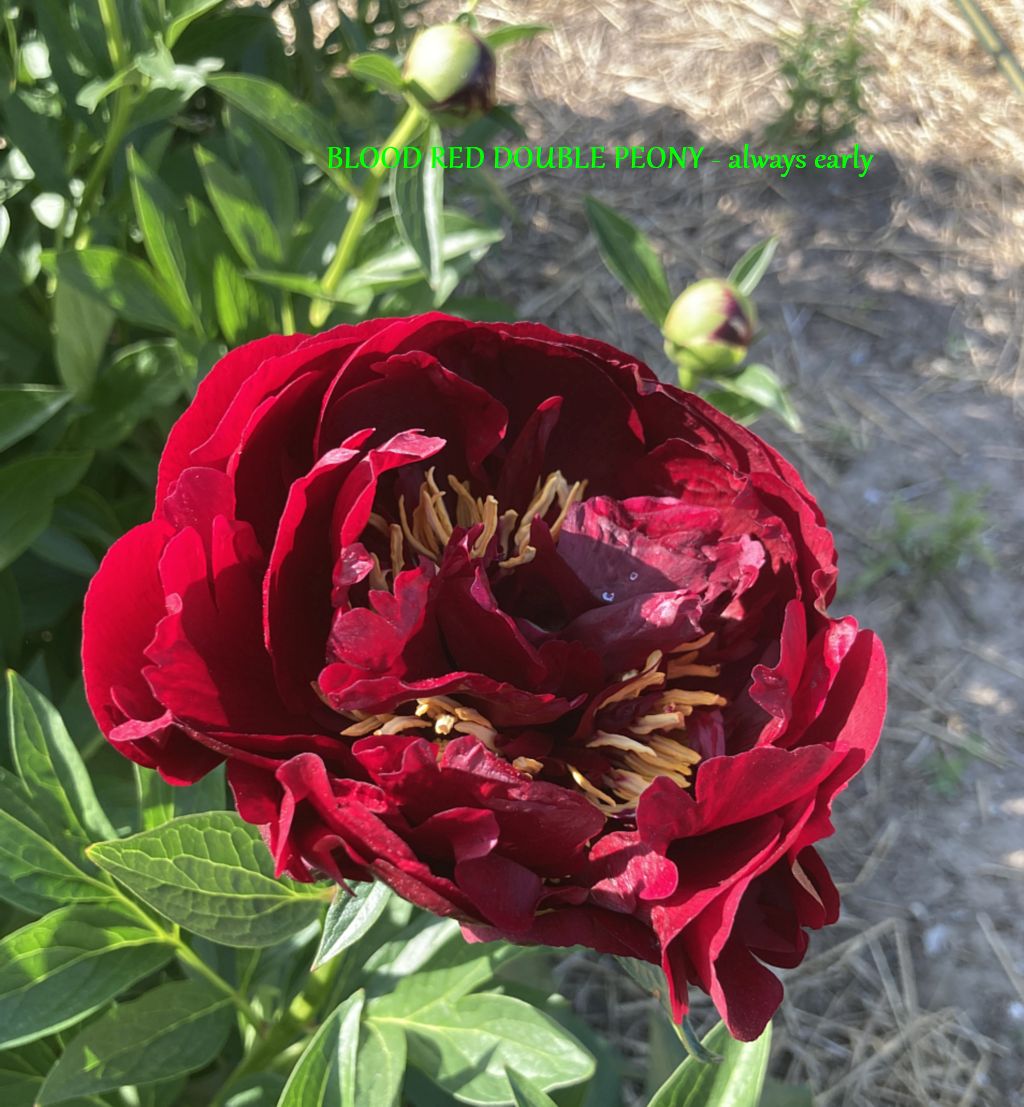 BLOOD RED DOUBLE - bloom