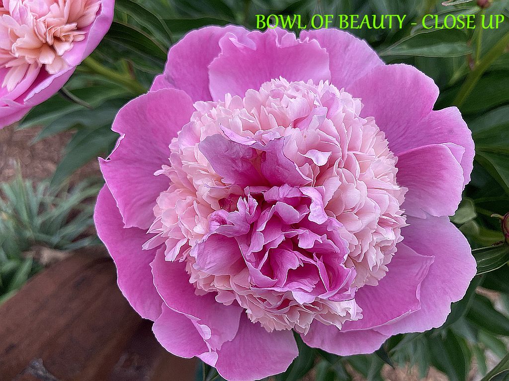 BOWL OF BEAUTY - CLOSE UP