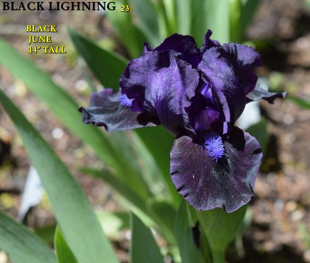 BLACK LIGHTNING