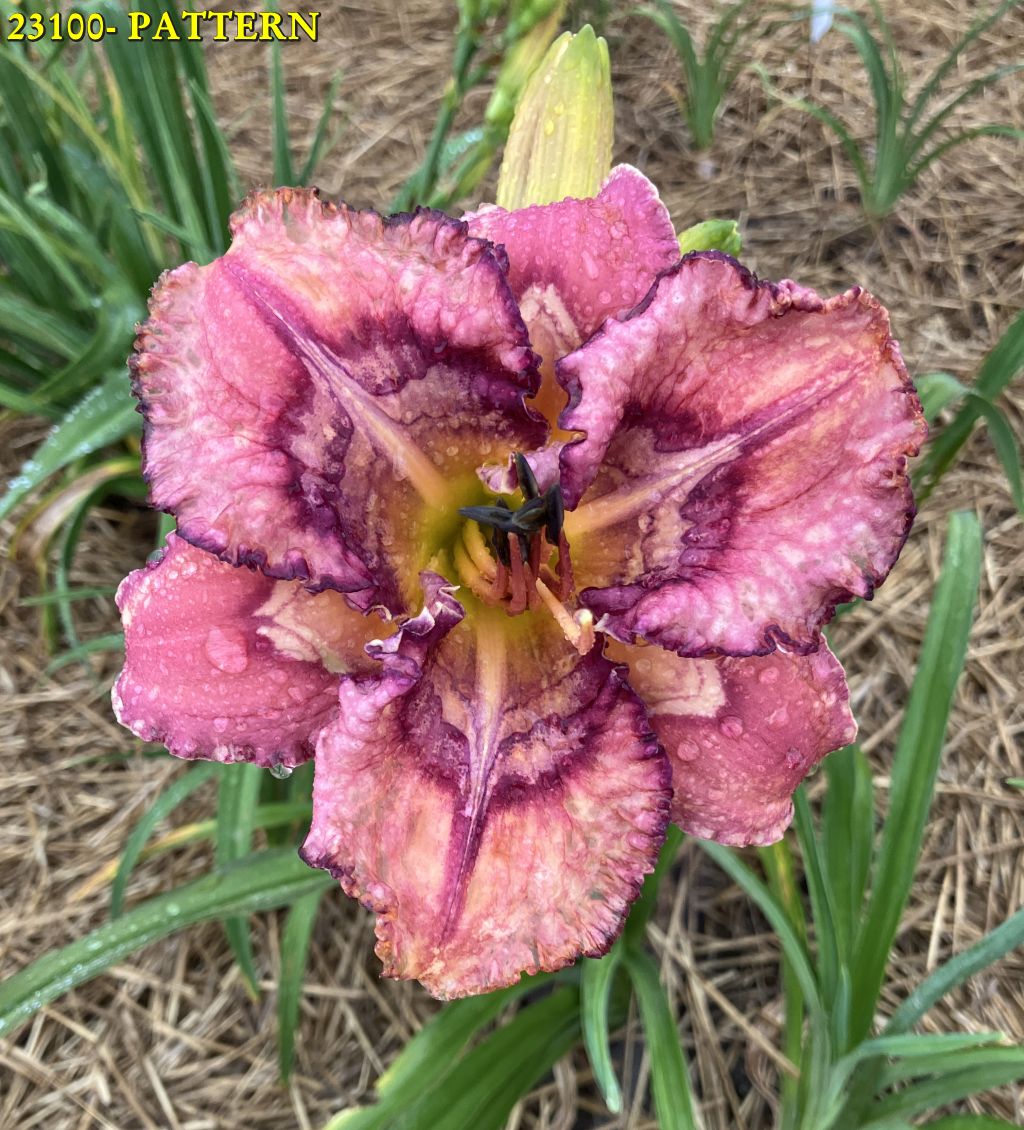 23100 PATTERN