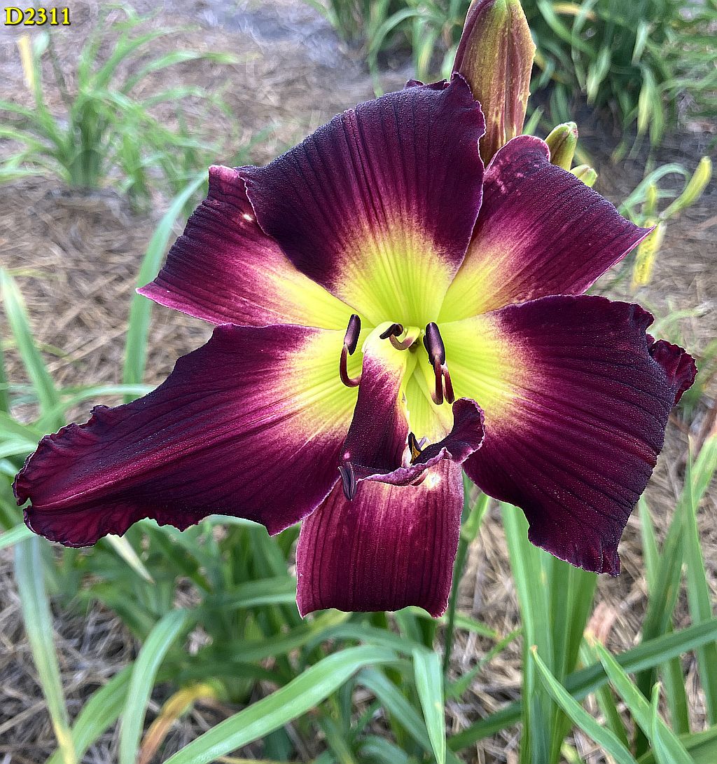 D 2311
