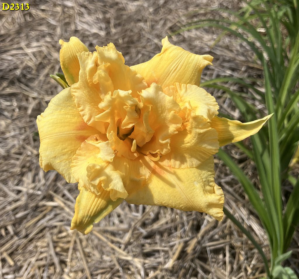 D 2313