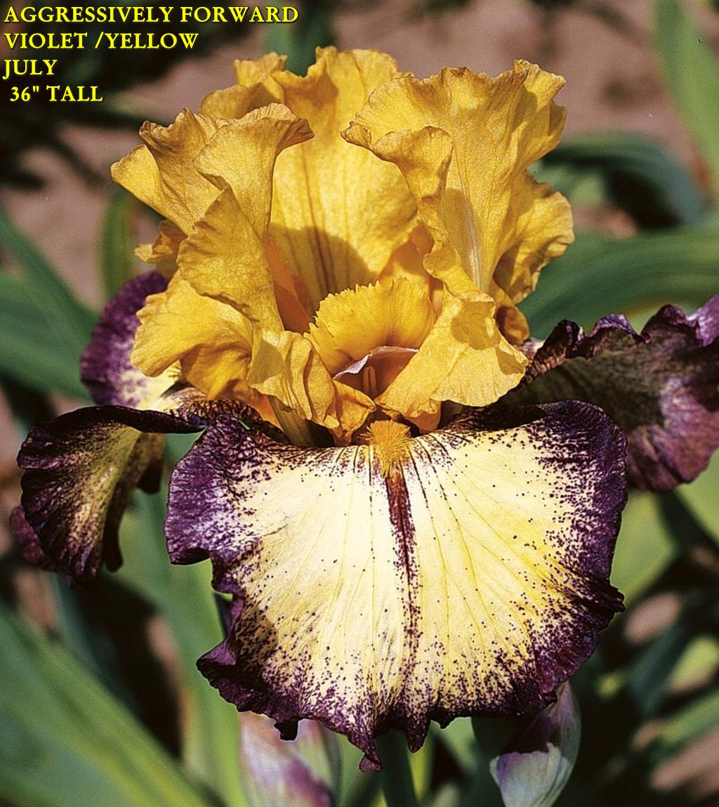 AGGRESSIVELY FORWARD