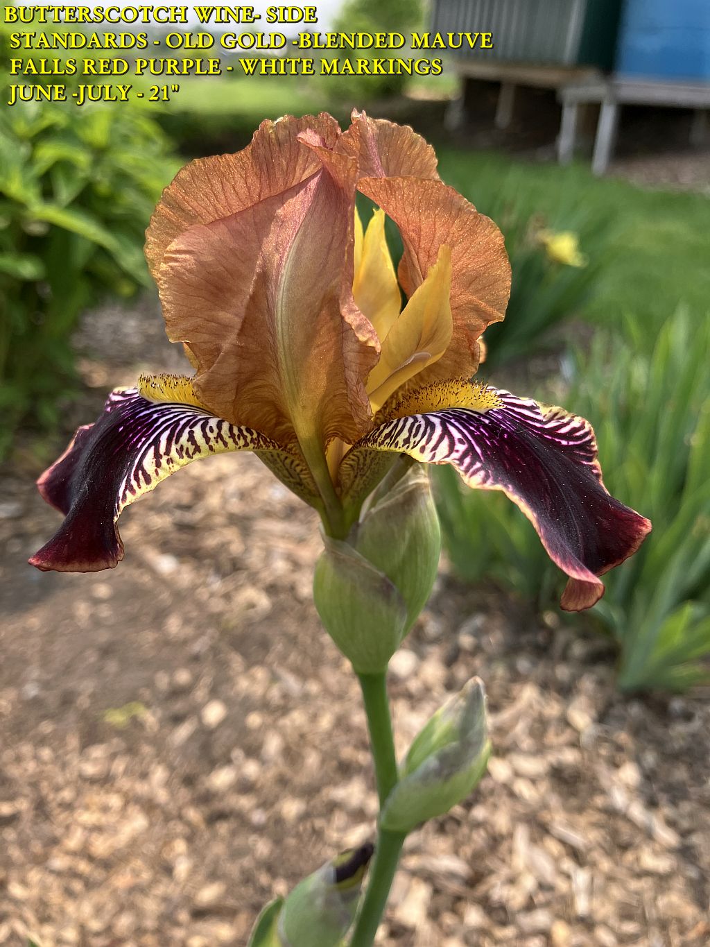 BUTTERSCOTCH WINE - SIDE