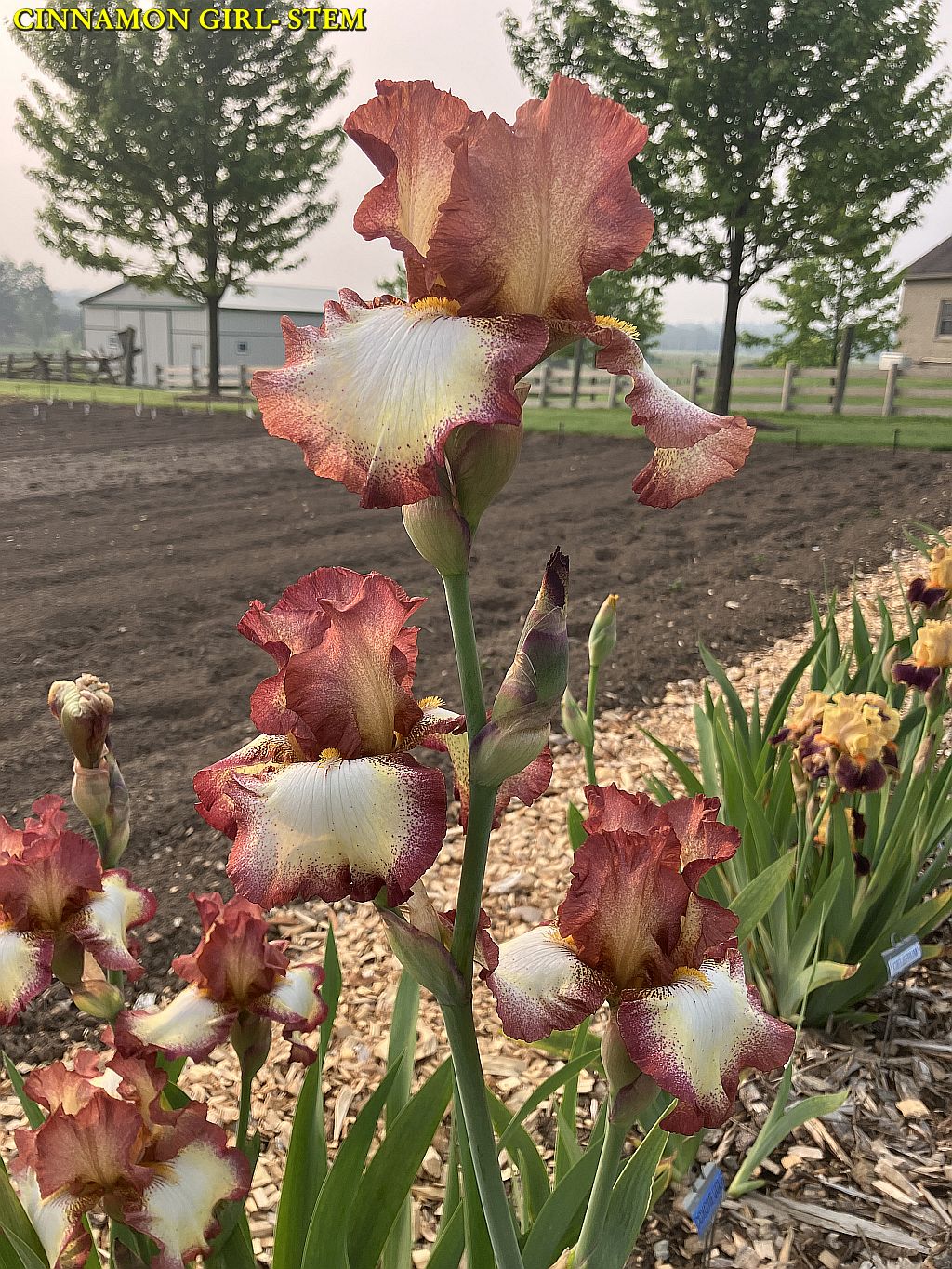 CINNAMON GIRL STEM