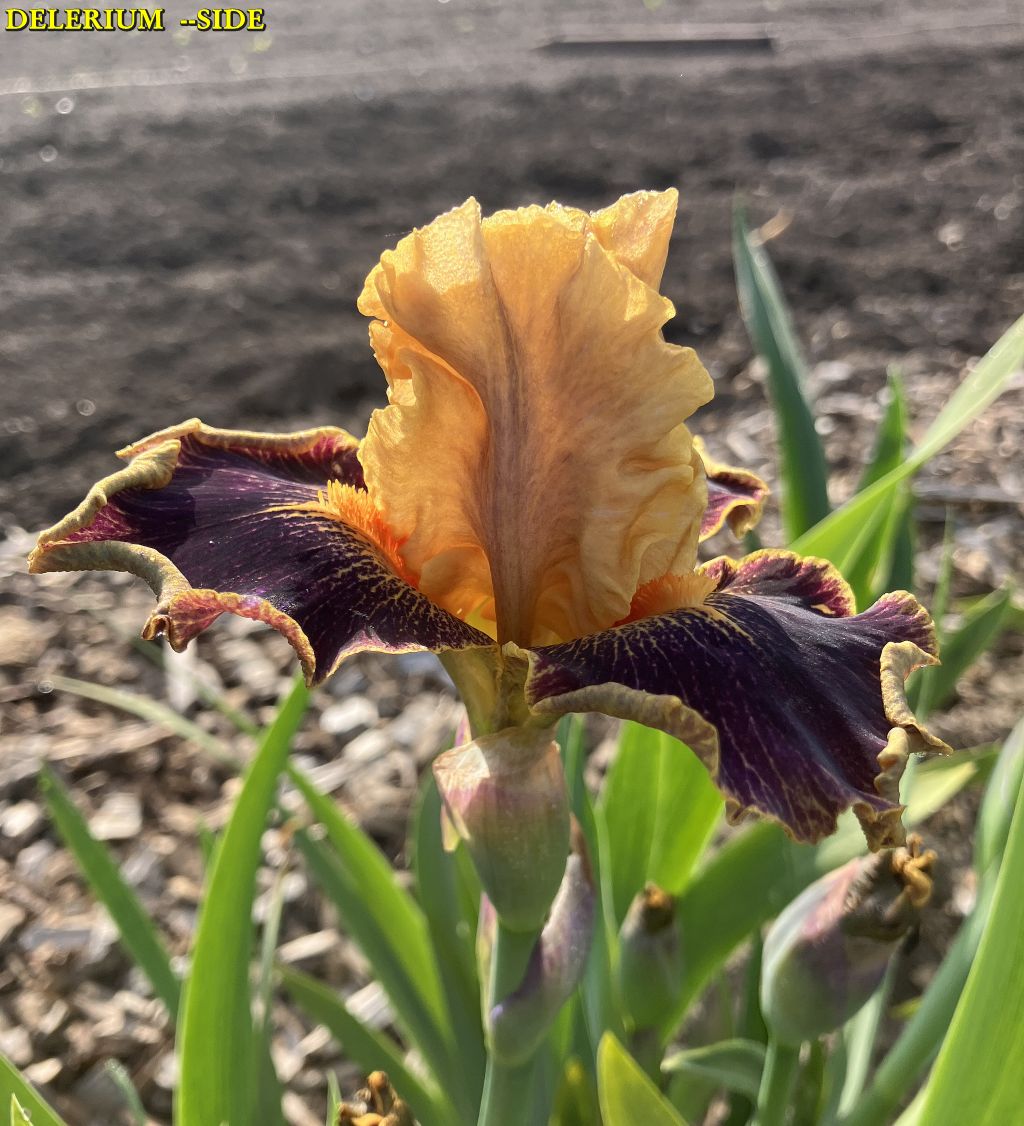 DELERIUM - SIDE