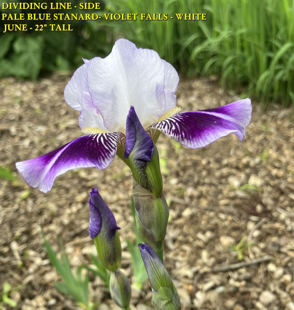 DIVIDING LINE - SIDE