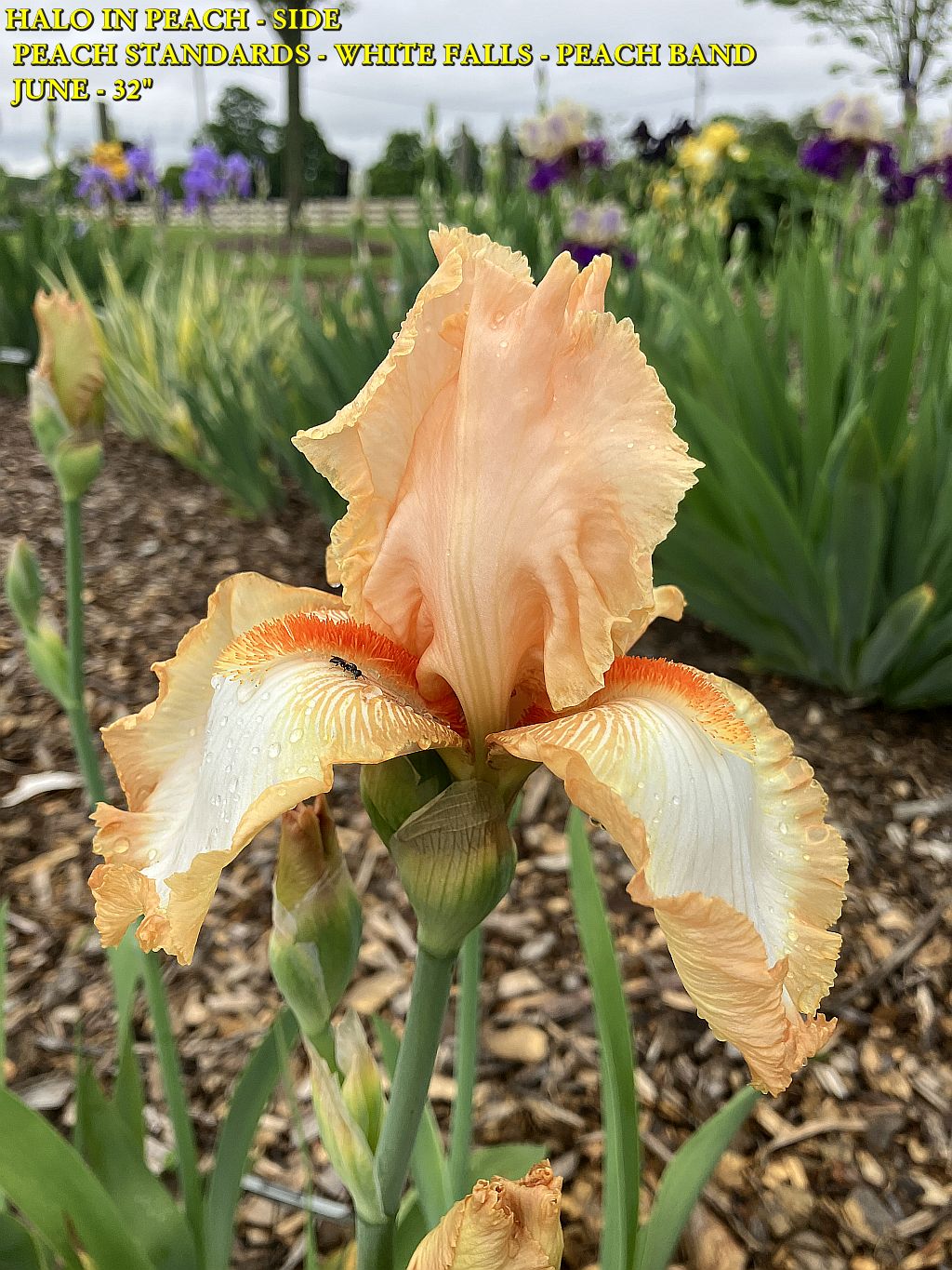 HALO IN PEACH - SIDE