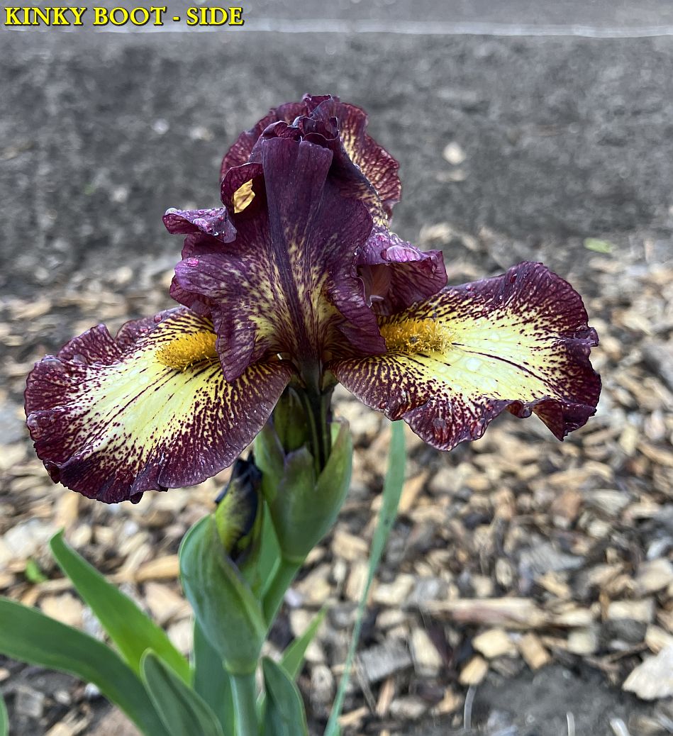 KINKY BOOTS -SIDE