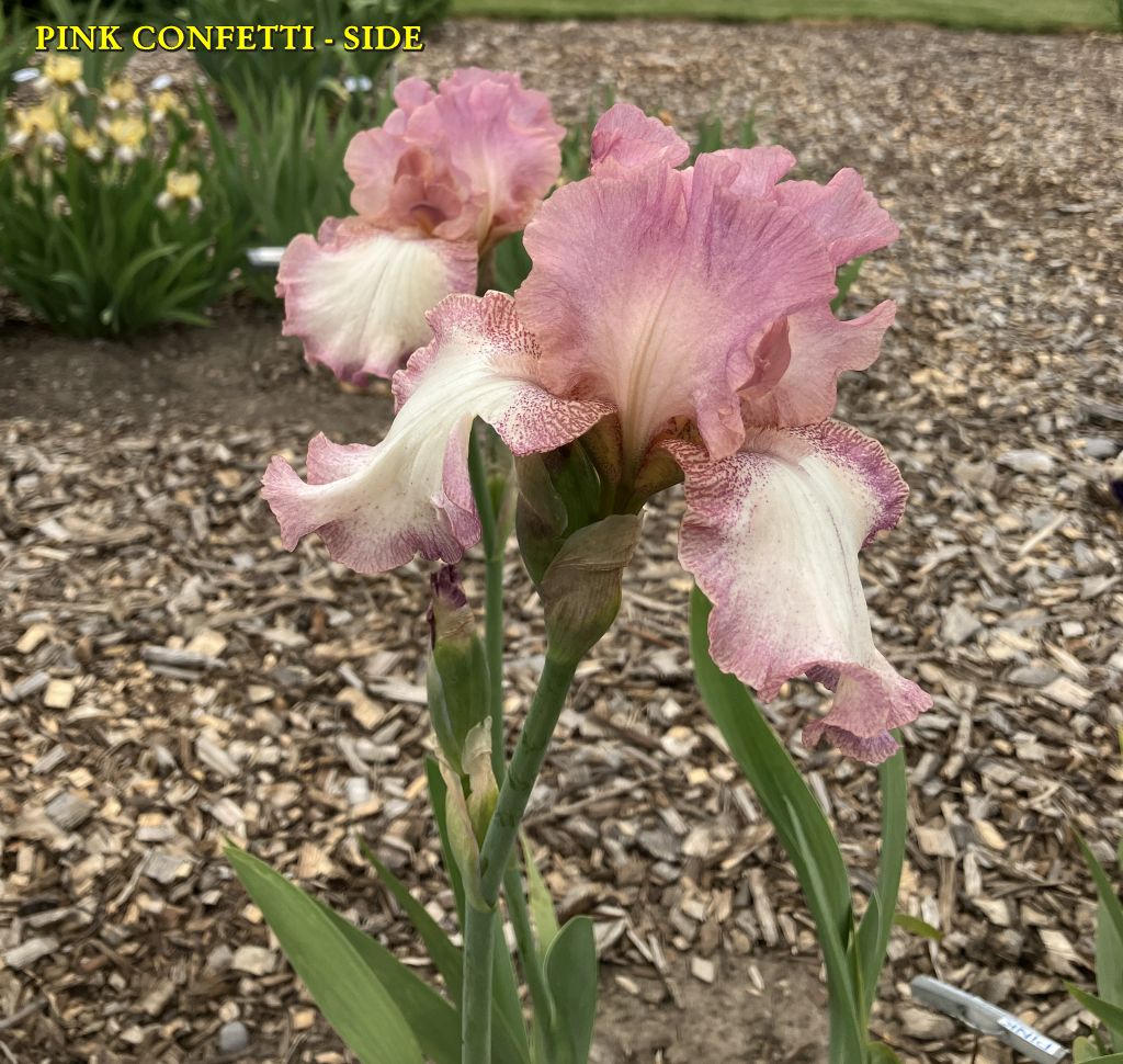 PINK CONFETTI - SIDE