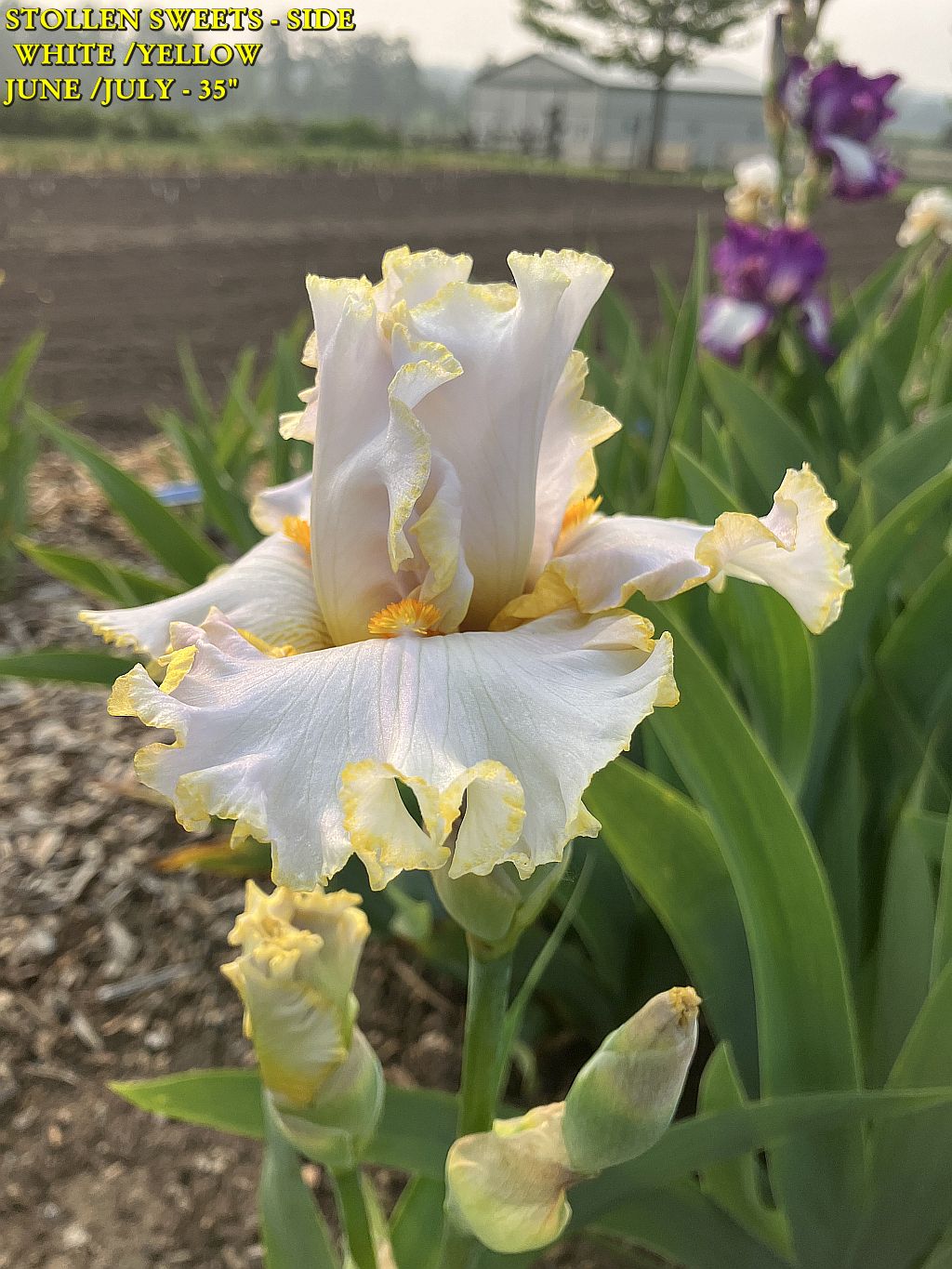 STOLLEN SWEETS - SIDE
