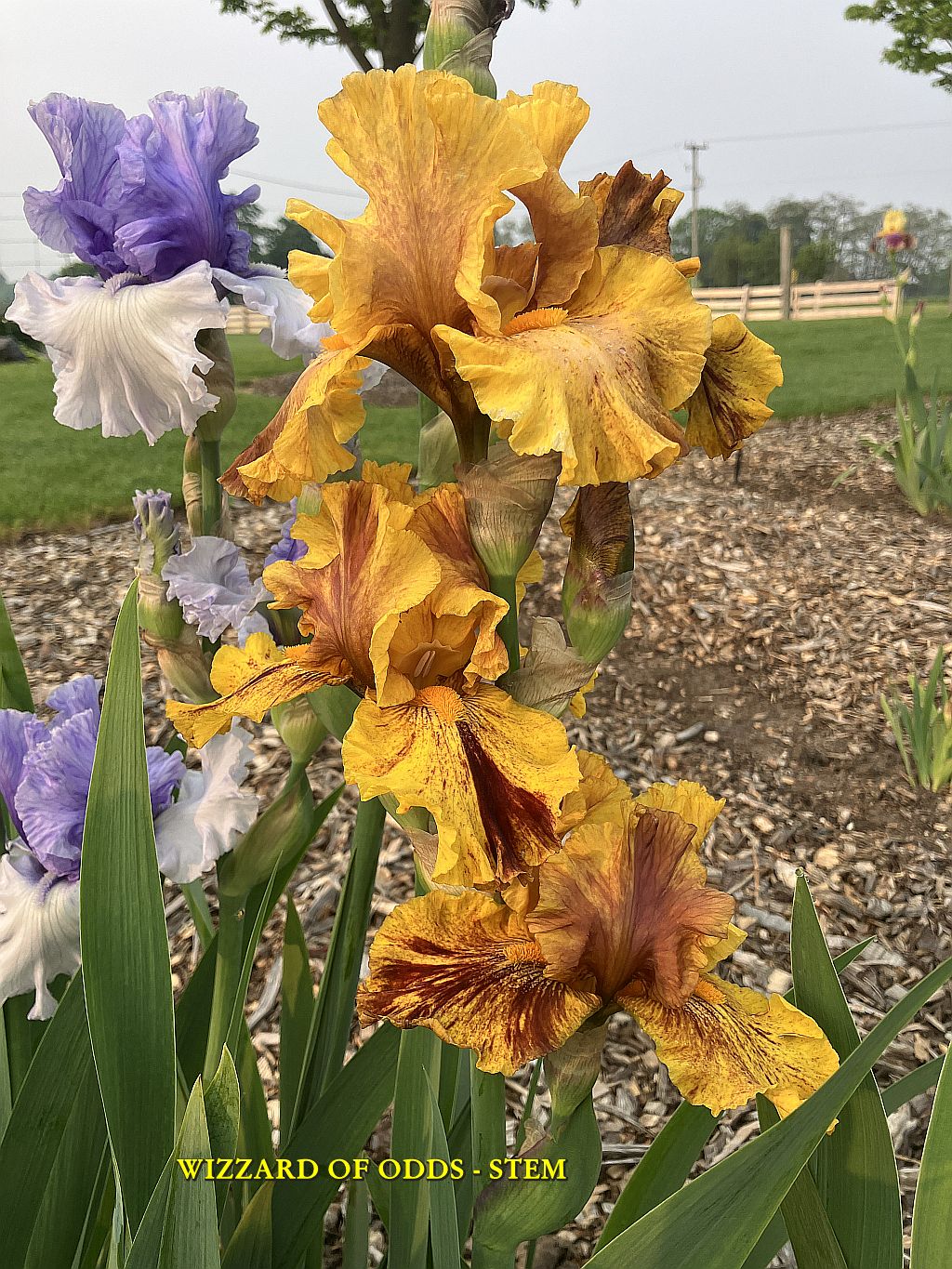 WIZARD OF ODDS - STEM