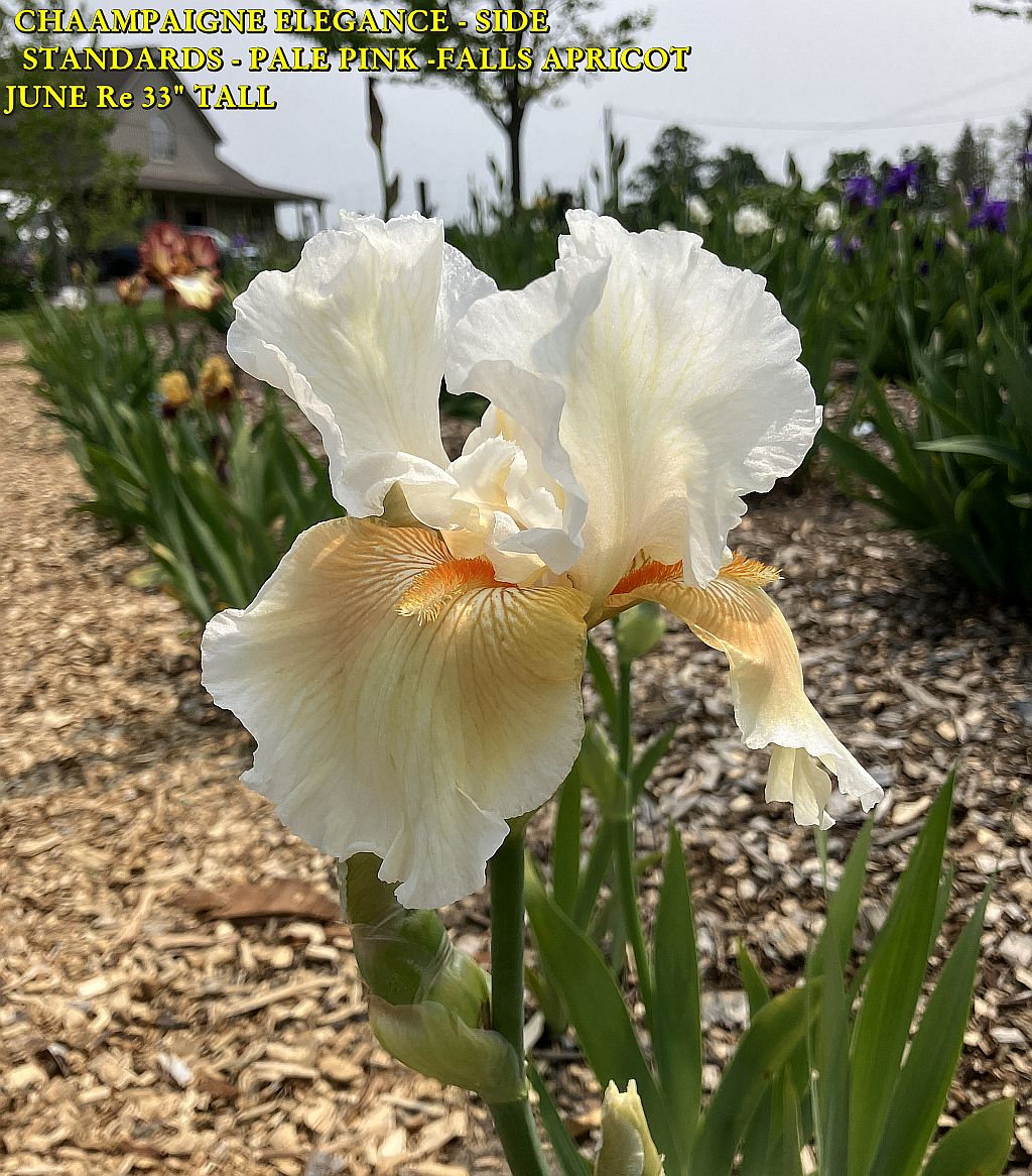 champaigne elegance - side