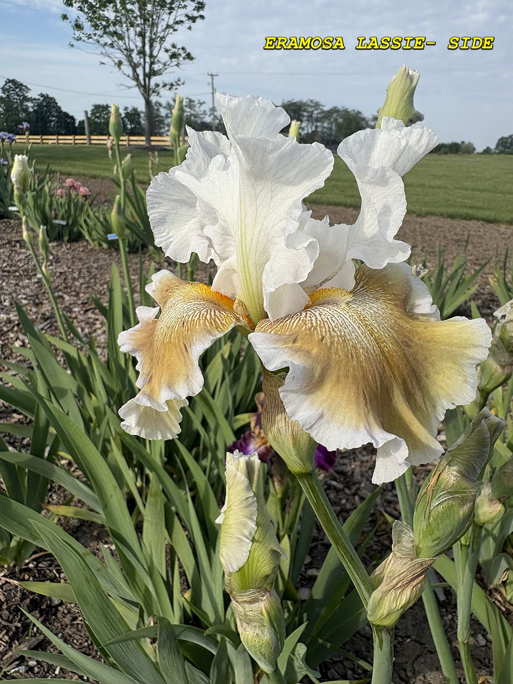 ERAMOSA LASSIE - SIDE