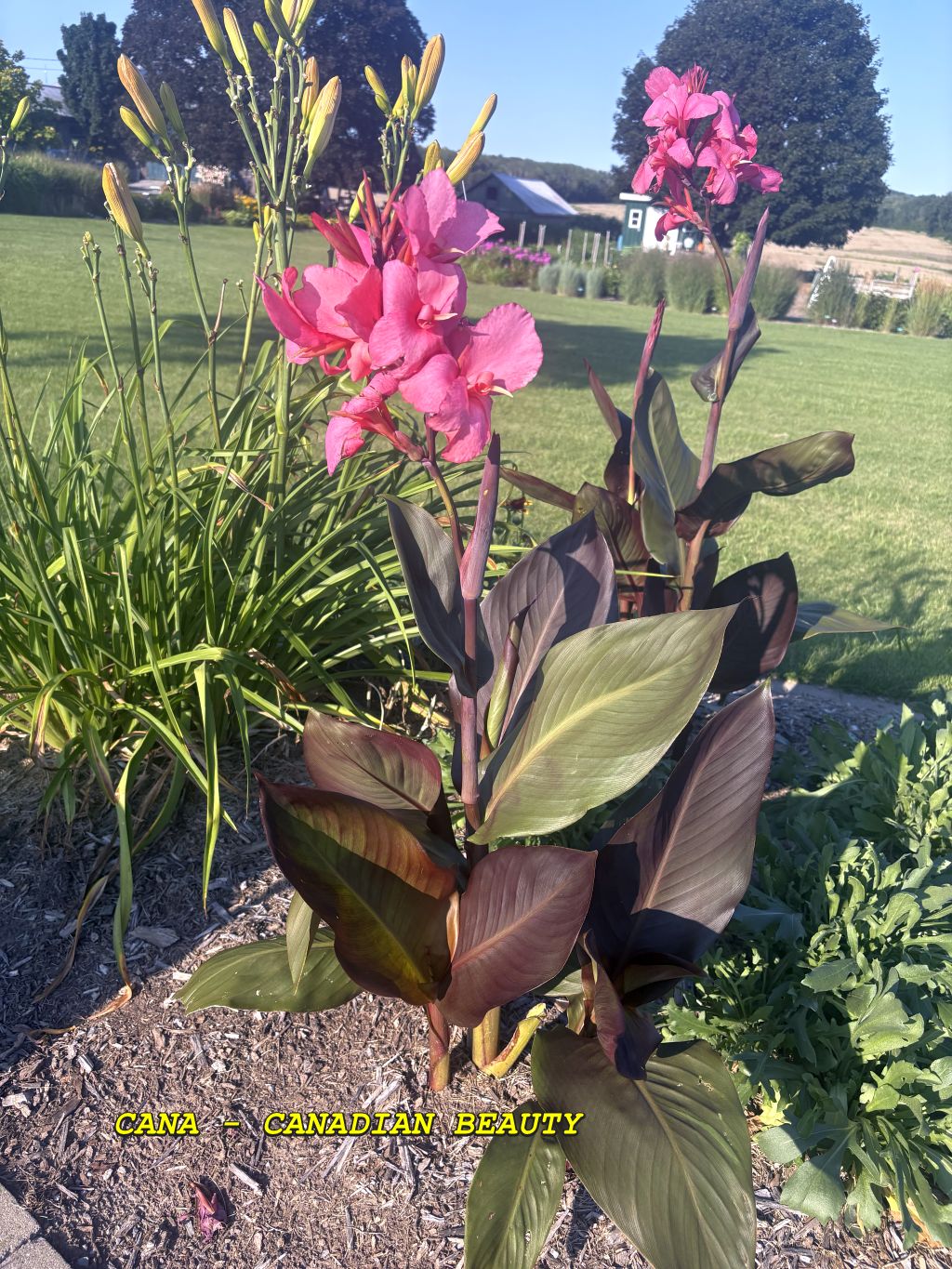 CANADIAN BEAUTY