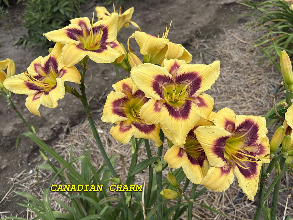 CANADIAN CHARM - CLUMP
