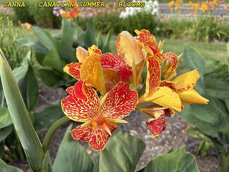 CANADIAN SUMMER - BLOOM (1)
