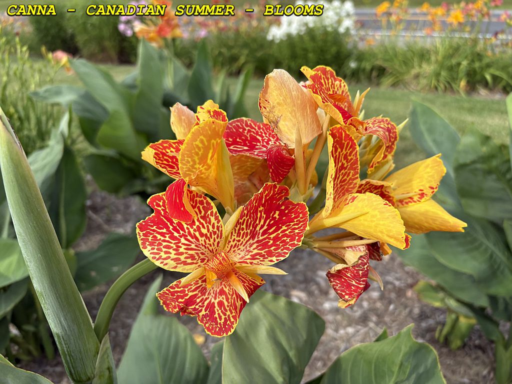 CANADIAN SUMMER - BLOOM