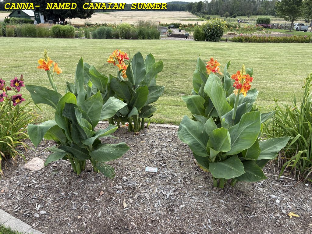 CANADIAN SUMMER - CLUMP