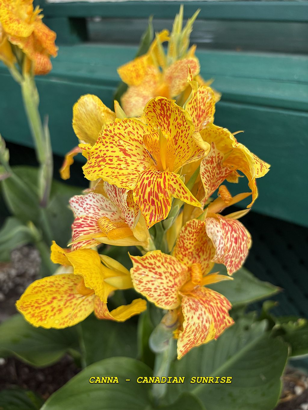 CANADIAN SUNRISE - BLOOM