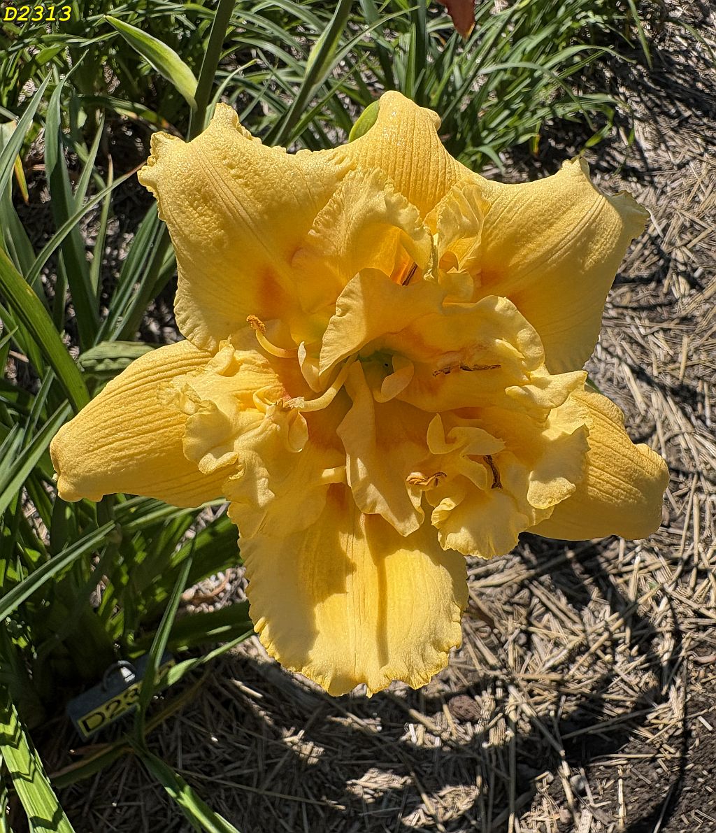D1313