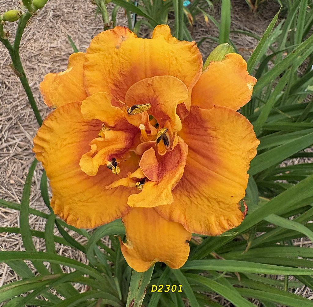 D2301-D