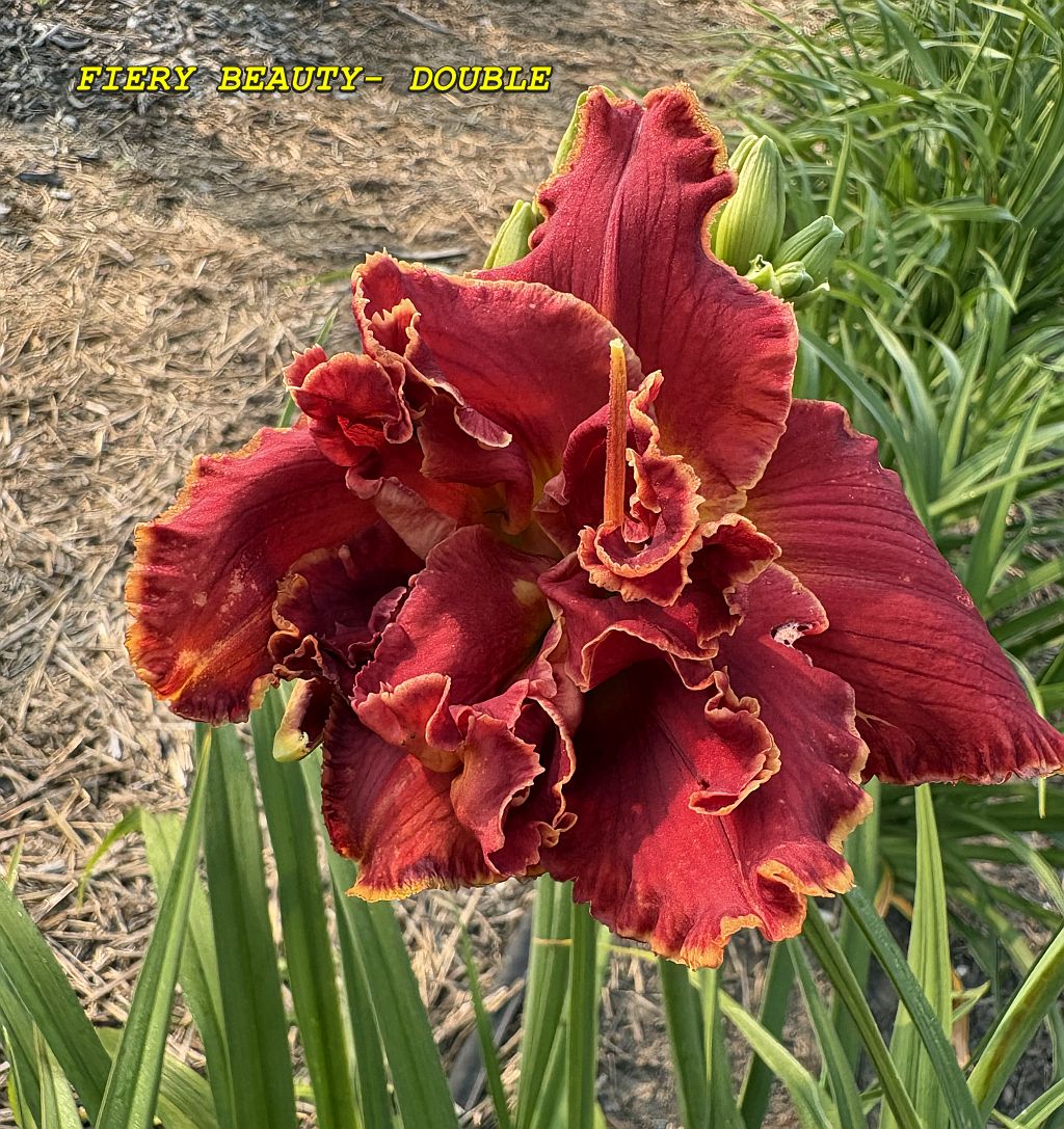 FIERY BEAUTY- DOUBLE