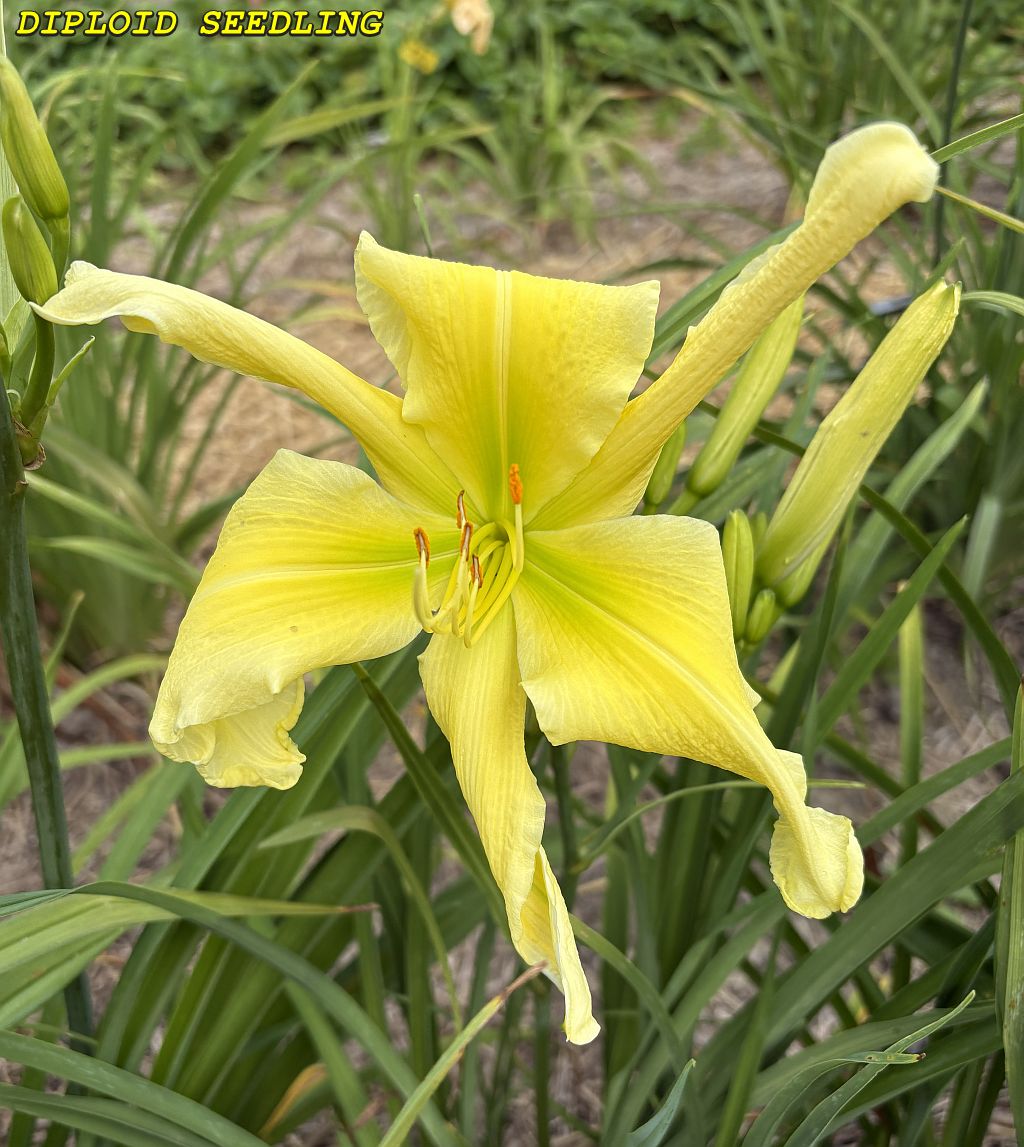 SEEDLING